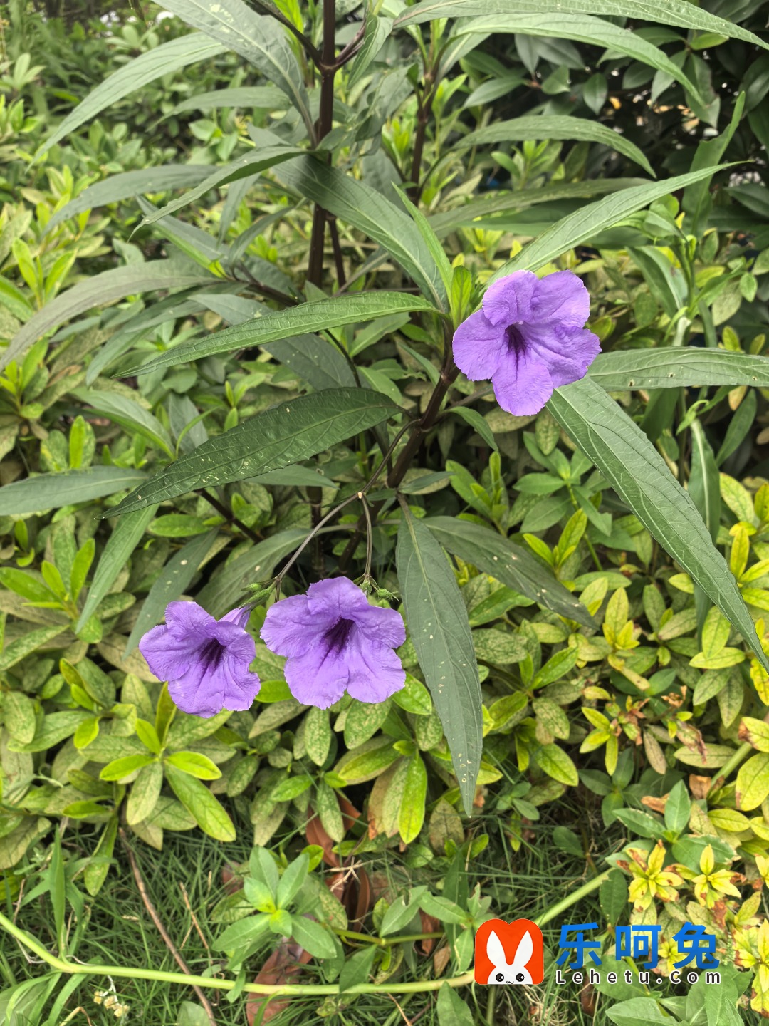 IMG_20250609_075814.jpg