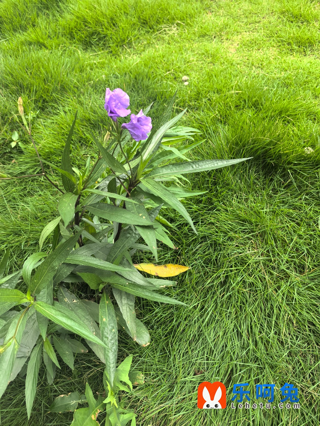 IMG_20250608_115339.jpg